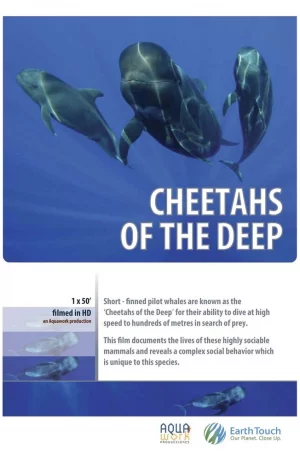 Дорама Дельфины – гепарды морских глубин онлайн