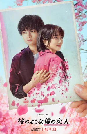 Дорама Моя любимая словно цветок сакуры онлайн